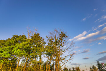 A beautiful blue sky with a few trees in the background