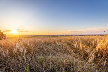 A field of dry grass with a sun setting in the background