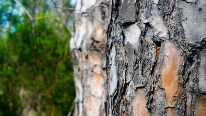 Forest tree bark close-up, wood texture, nature, for editing, background, forests of France, Europe, atmosphere, volume, summer, vacation, environment, camping, tourism, trees, pine trees, bokeh, blur