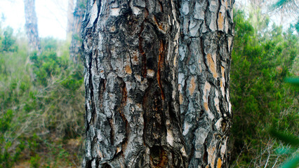 Forest tree bark close-up, wood texture, nature, for editing, background, forests of France, Europe, atmosphere, volume, summer, vacation, environment, camping, tourism, trees, pine trees, bokeh, blur