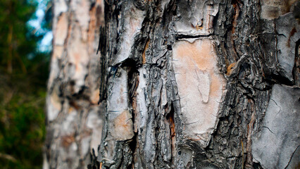 Forest tree bark close-up, wood texture, nature, for editing, background, forests of France, Europe, atmosphere, volume, summer, vacation, environment, camping, tourism, trees, pine trees, bokeh, blur