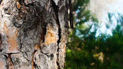 Forest tree bark close-up, wood texture, nature, for editing, background, forests of France, Europe, atmosphere, volume, summer, vacation, environment, camping, tourism, trees, pine trees, bokeh, blur