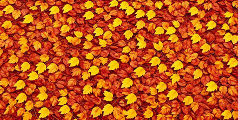 Colorful seasonal autumn background pattern, Vibrant carpet of fallen forest red, orange and yellow leaves.