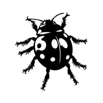 black ladybug insect isolated white background clip art preview