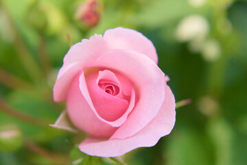 Close up photo of beautiful pink rose