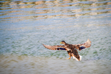 eine braune Ente im Landeanflug auf ein Gewässer