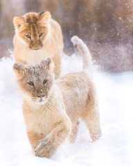 2 lion cubs in snow