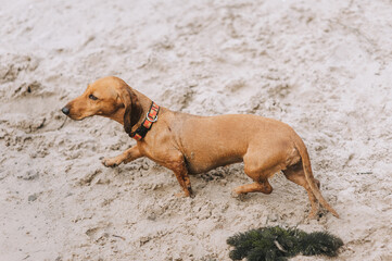 A beautiful young brown short-haired dachshund hunter dog walks outdoors on the white sand. Photograph of a pet in nature.