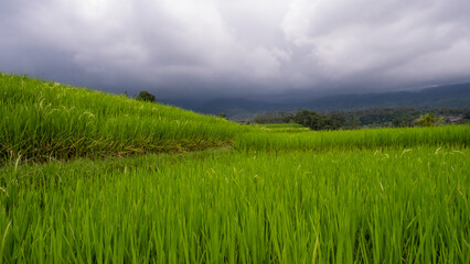 Rice Fiels in Bali Island