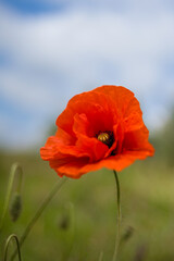Aufnahme von Klatschmohn in einem Wildblumenfeld.