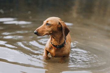 Young long brown shorthaired hunting dog of the dachshund breed walks in the water, swimming in the...