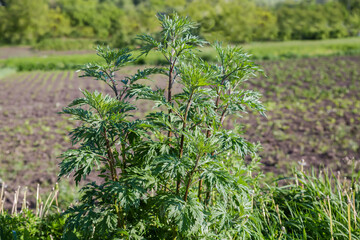 Bush of young common mugwort against field in sunny day