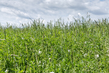 Different high grass with ears on meadow against cloudy sky