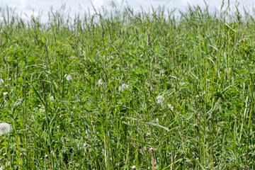 Different high grass with ears on meadow in sunny day