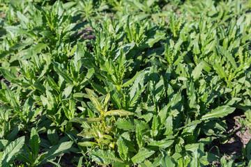 Young creeping thistle on a field in sunny day