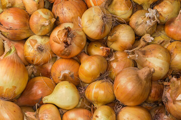Heap of freshly harvested onion, top view