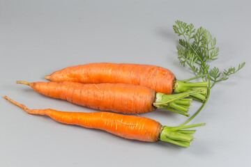 Washed fresh young carrots on a gray background