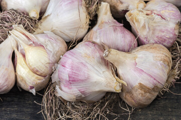 Heads of freshly harvested garlic with roots on black surface
