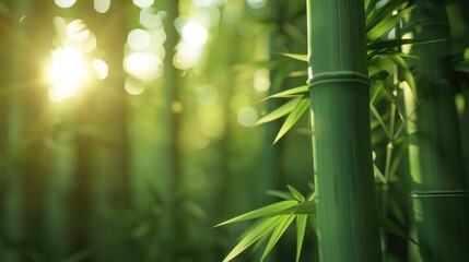 Japanese green bamboo forest with morning sunlight.