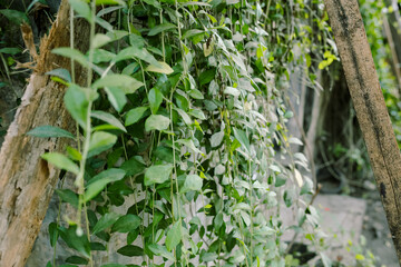Plants with their long branches and many leaves covering the entire wall. Green vines named Lee...