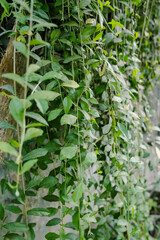Plants with their long branches and many leaves covering the entire wall. Green vines named Lee Kwan Yew or Vernonia Elliptica. Beautiful hanging vines as curtain creeper plant.