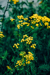  tansy flowers , round flowers in full bloom contrast against a blurred green background