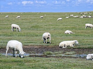 Schafe an der Nordseeküste