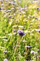 Germany Hesse Poppy fields and landscape in summer 2024