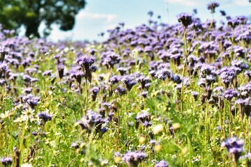 Germany Hesse Poppy fields and landscape in summer 2024