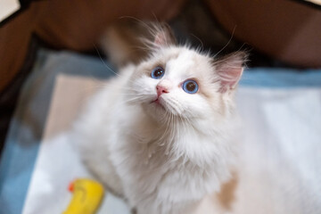 Cute, small Ragdoll cat. 4 months old. Standing on the floor and asking for attention