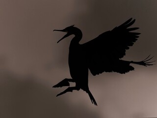 Krähenscharbe bei der LAndung im Gegenlicht