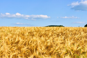 Naklejka premium Germany Hesse Poppy fields and landscape in summer 2024