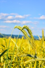 Germany Hesse Poppy fields and landscape in summer 2024