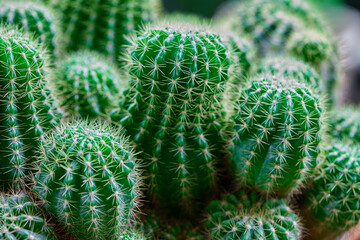 Close-up view of green cactus growing in a potted plant