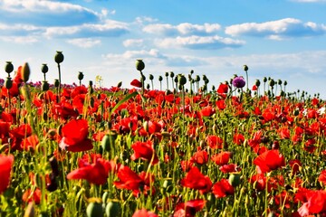 Germany Hesse Poppy fields and landscape in summer 2024