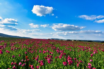 Germany Hesse Poppy fields and landscape in summer 2024