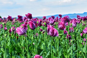Germany Hesse Poppy fields and landscape in summer 2024