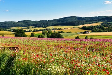 Summer 2024 Poppies, wheat and cannabis fields in Hesse Germany