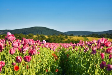 Summer 2024 Poppies, wheat and cannabis fields in Hesse Germany