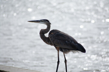 great blue heron
