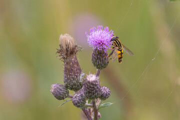 The palearctic hoverfly (Helophilus trivittatus)