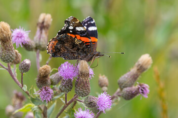 The red admiral (Vanessa atalanta) butterfly