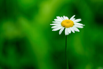 A single white daisy with a blurred green background, showcasing its natural beauty