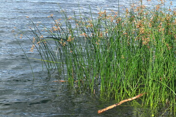 Swedish nature and summer day at a lake called Lejondalssjön. Upplands-Bro, Stockholm, Sweden.