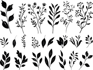 An isolated set of modern botanical flower branches with beautiful black leaves on a white background.