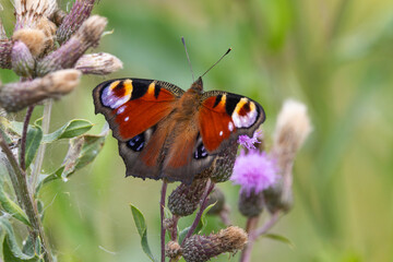 The peacock butterfly (Aglais io)