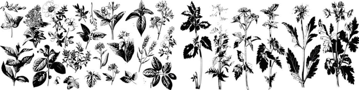 Illustration of plants used to create narcotic poisons in vintage style