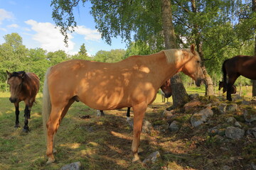Obraz premium Free living horses during the summer. Lejondals nature reserve, Stockholm, Sweden.