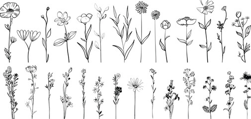 A botanical drawing with a minimal plant logo, meadow greenery, leaf and blooming flower arrangement abstract sketch element