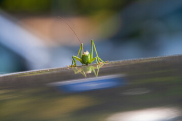 Nahaufnahme Grashüpfer von vorne